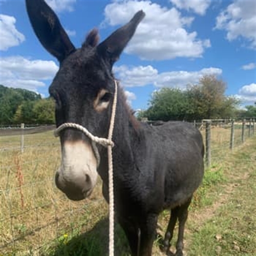 Donkey Walking Experience & Picnic in Surrey - Cute Donkey Donkey Walking Experience & Picnic in Surrey - Cute Donkey