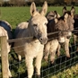 Donkey Walking Experience & Picnic in Surrey - Herd of Donkeys