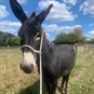Donkey Walking Experience & Picnic in Surrey - Cute Donkey