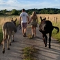 Donkey Walking Experience & Picnic in Surrey - Couple Walking Donkeys