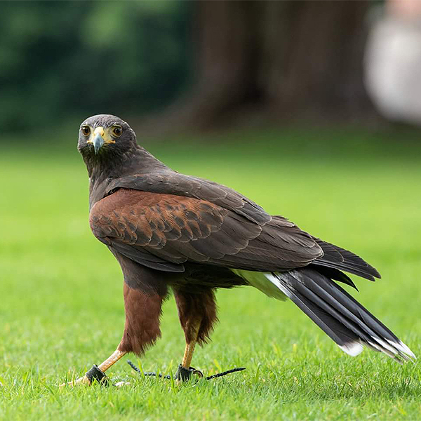 Falconry Edinburgh