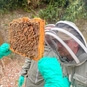 Bee Keeping Experience in Kent - Looking at the bees up close