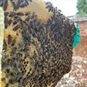 Bee Keeping Experience in Kent - Bees making Honey