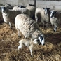 Lambing Experience Leicestershire - Lambs and Sheep in a field
