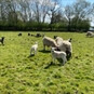 Lambing Experience Leicestershire - Lambs in field