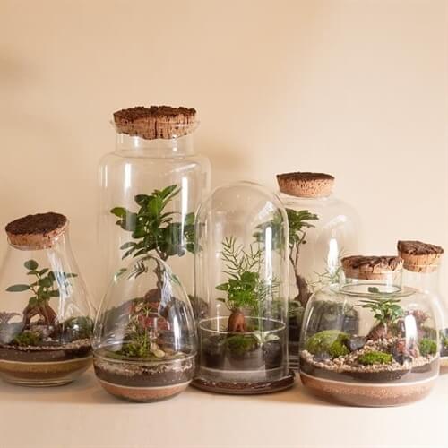 BonsaiTerrarium Making Workshops - in Manchester and London BonsaiTerrarium Making Workshops - in Manchester and London