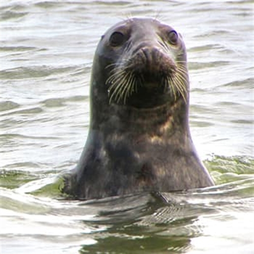 Scroby Sands Seal Watching Tour - Seal