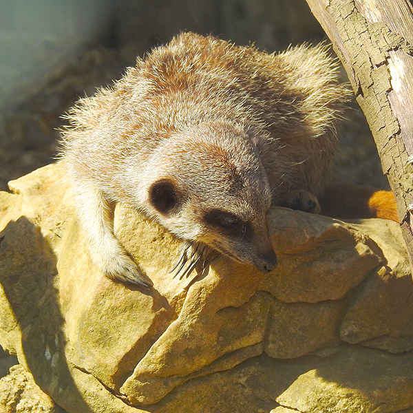 Meerkat Experience East Sussex