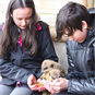 Kids Feeding Meerkats