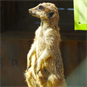 Meerkat standing up