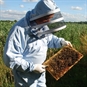 head beekeeper