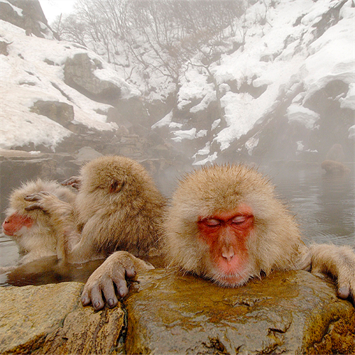 online wildlife photography online wildlife photography