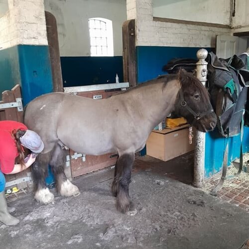 Traditional Farm & Horse Experience York - Horse Grooming Traditional Farm & Horse Experience York - Horse Grooming
