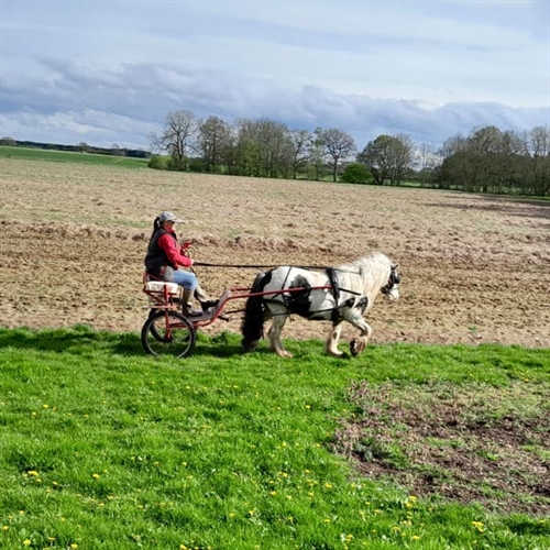 Two Wheeler Horse Cart Driving Experience on the Escrick Park Estate in Yorkshire Two Wheeler Horse Cart Driving Experience on the Escrick Park Estate in Yorkshire