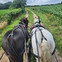 Romantic Horse Drawn Carraige Rides for Two Selby - Two Horses Wearing Flowers on Trail