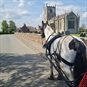 Romantic Horse Drawn Carraige Rides for Two Selby - Scenery on Horse Trail