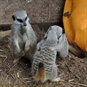 hugging meerkats