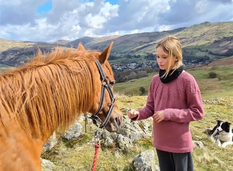 Horse Riding Lessons Horse Riding Lessons