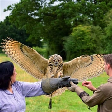 Falconry UK Birds of Prey Centre