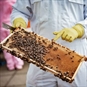 Beekeeping Experience Days Sheffield - Bees Making Honey