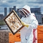 Beekeeping Experience Days Sheffield - Man Beekeeping