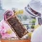 Beekeeping Courses Sheffield - Inspecting Hives