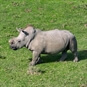 NatureEye Online Drone Experience - Rhino in Landscape