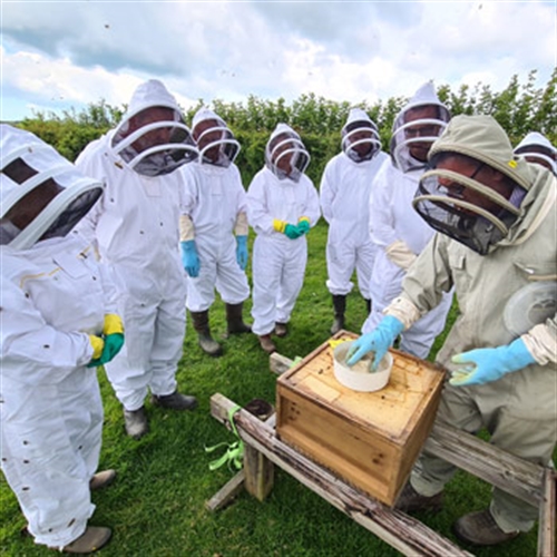 Bees Bees