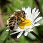 Bee on flower