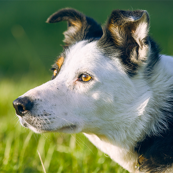 Border Collie Experience