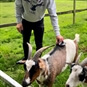 Goat Experience in Norfolk for Two