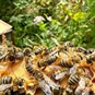 Beekeeping Suffolk/Norfolk Border - Honey Bees