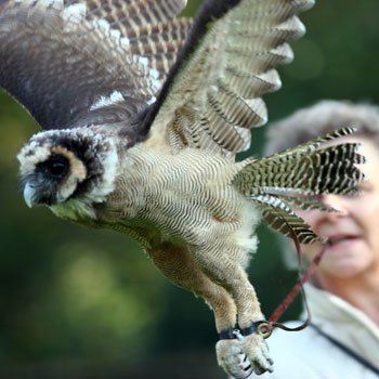 Falconry Birmingham