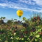 hot air balloon rides bath Balloon View Through Blackberry Bush