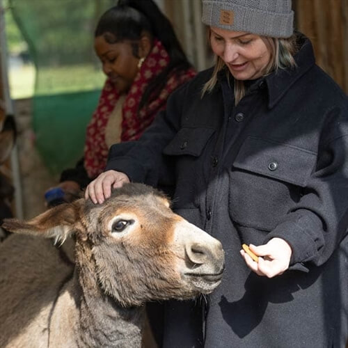 Winter with the Donkeys - Donkey Feeding at Balsall Common Winter with the Donkeys - Donkey Feeding at Balsall Common