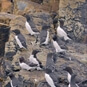 Pemrokeshire Boat Trips - Seabirds on Ramsey Island