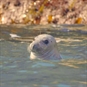 Pemrokeshire Boat Trips - Atlantic Grey Seal