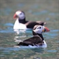 Pemrokeshire Boat Trips - Puffins on the Sea