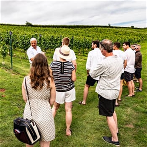 Wellhayes Vineyard Tour in Devon with Cream Tea Wellhayes Vineyard Tour in Devon with Cream Tea