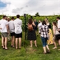 Vineyard Tour at Wellhayes