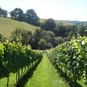 Wellhayes Vineyard Tour for Two with Cream Tea - Vines