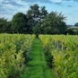 Wine Tours in Shropshire Vineyard