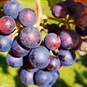 Wine Tours in Shropshire Grapes