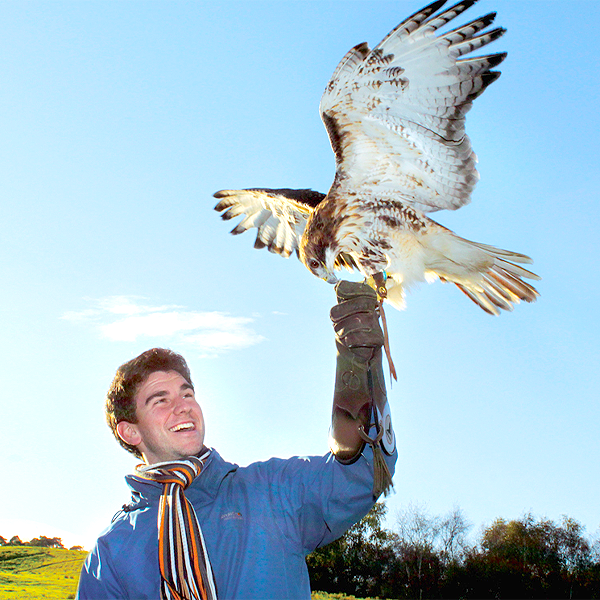 Birds of Prey Experience