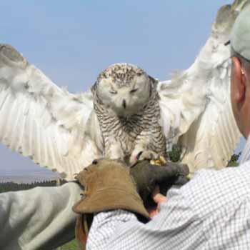 Falconry in Northumberland