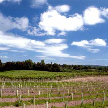 Carr Taylor Vineyard Tour and Lunch