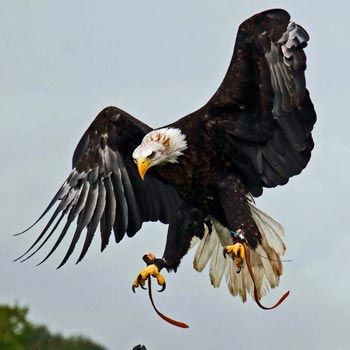 Birds of Prey Dorchester