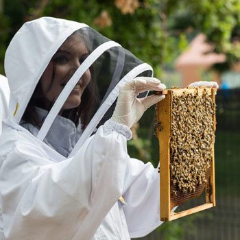 Urban Beekeeping & Craft Beer Tasting