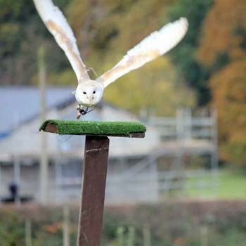 Falconry in Kent