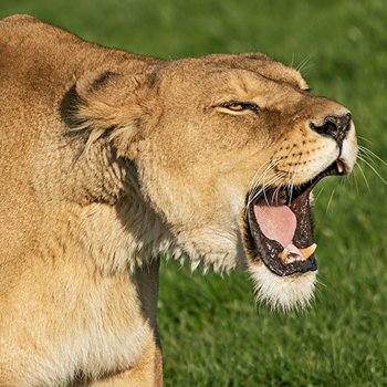 Yorkshire Wildlife Park Photography Day